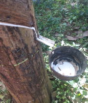 Rubber plant